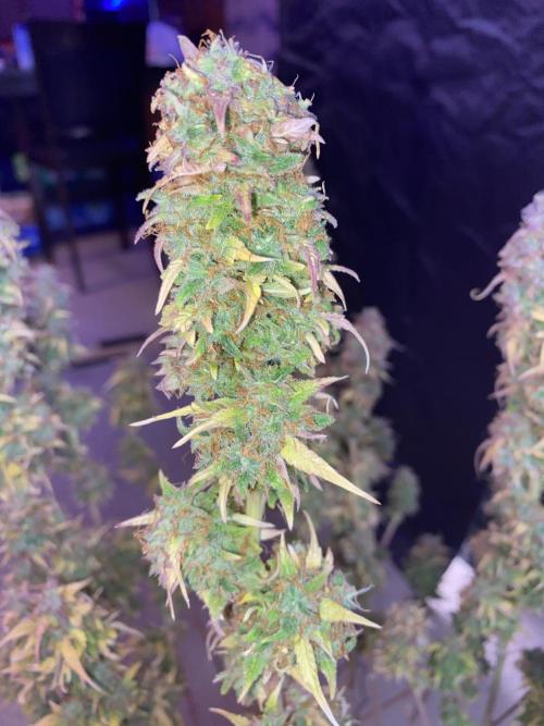 Dustin D. Week 12 - Smoke from last plant is uplifting not relaxing