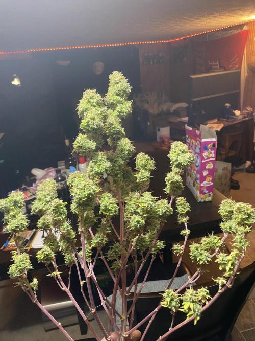 Dustin D. Week 13 - A little over 105 days