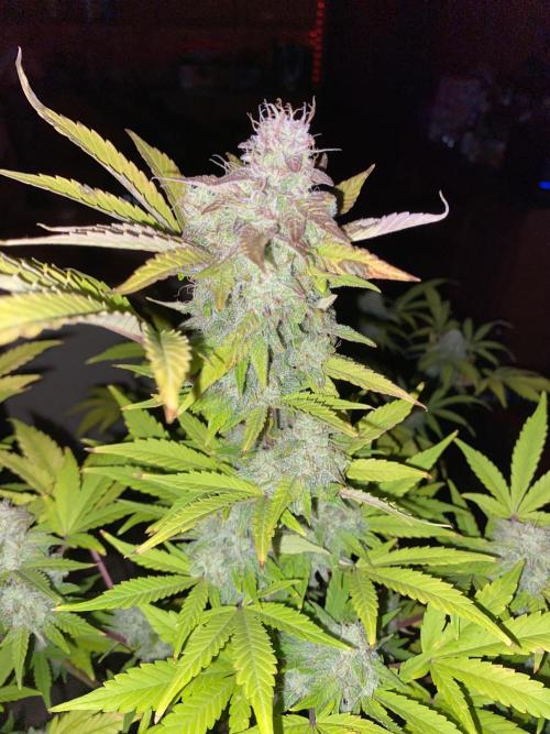 Milkyway rqs. Week 1