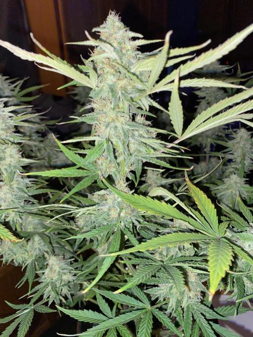 Milkyway rqs. Week 1