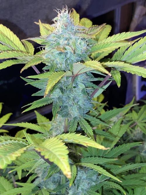 Milkyway rqs. Week 1