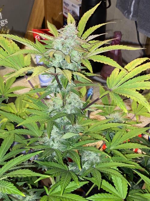 Milkyway rqs. Week 1