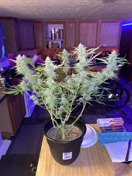 Milkyway rqs. Week 1