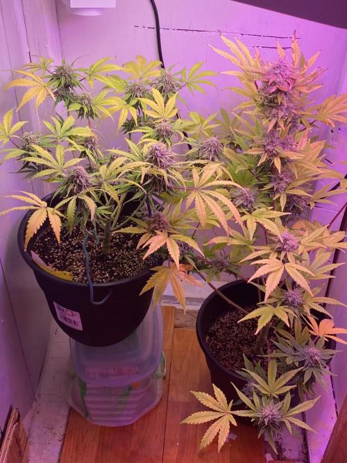 Milkyway rqs. Week 1 - Just 1 here the other is fat banana on stiltz 