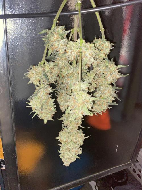 Poundcake. Week 11 - First one chopped can't wait to smoke