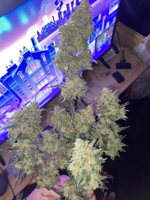 Poundcake. Week 11 - White widow /strawberry banana 