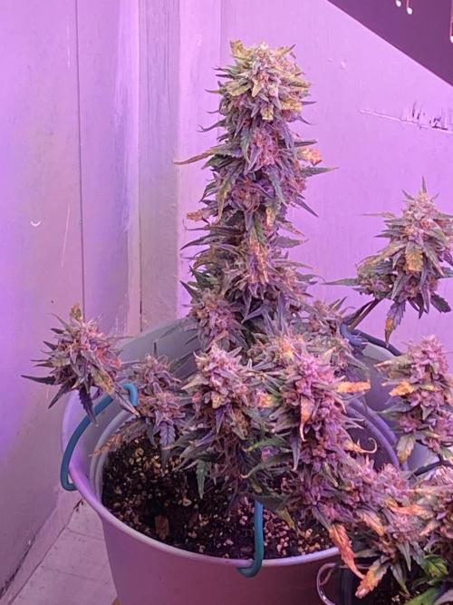 Poundcake. Week 11