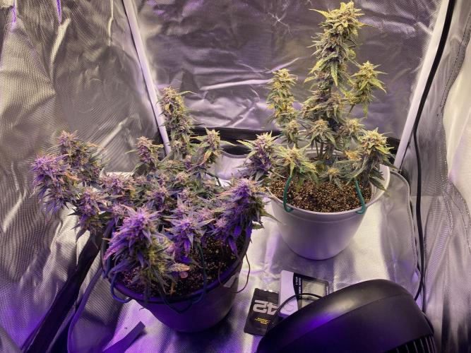 Poundcake. Week 11 - One is topped the other isn't it all is up to the health of the plant to top 