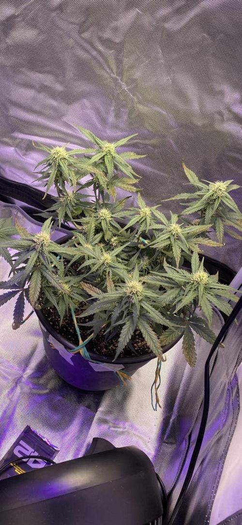 Poundcake. Week 11
