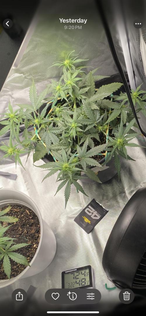 Poundcake. Week 11 - They like being trained