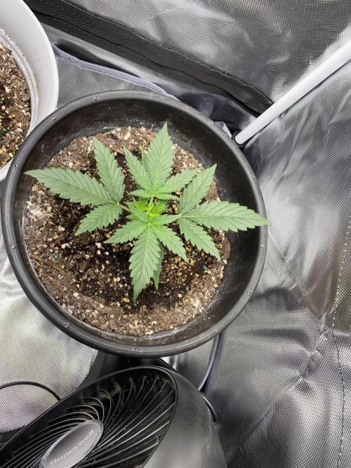 Poundcake. Week 11
