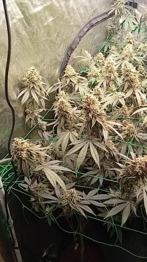 Zowahh v2.0 Karma Genetics