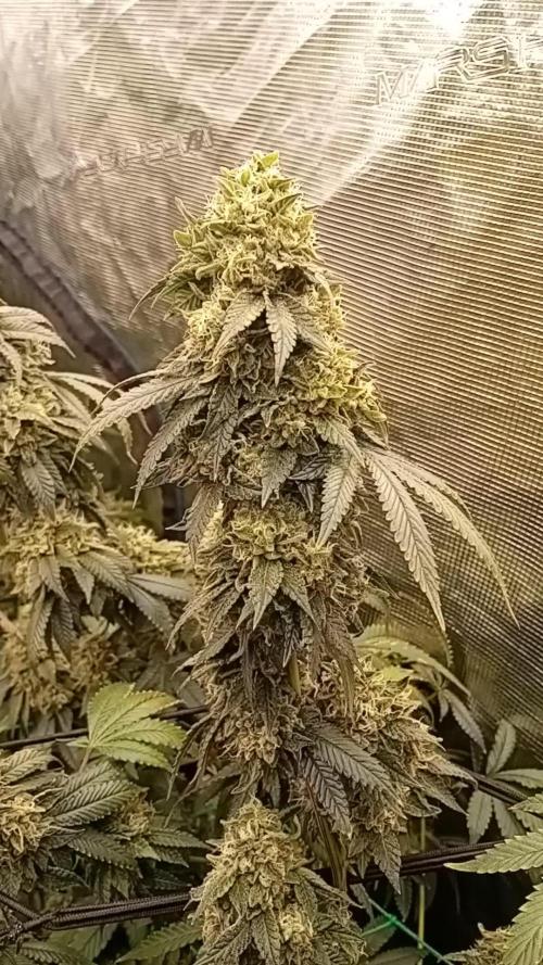 Zowahh v2.0 Karma Genetics