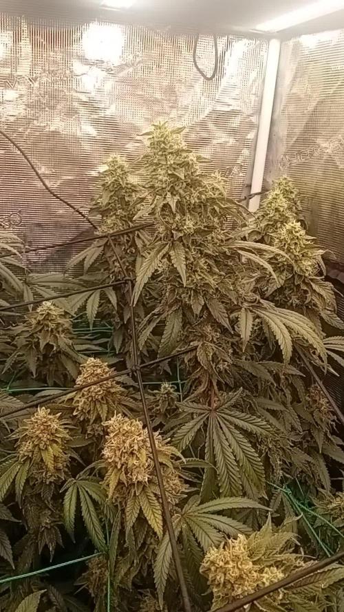 Zowahh v2.0 Karma Genetics