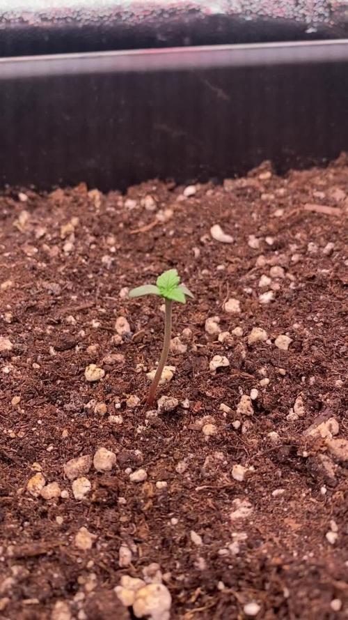 Skunk #1 Automatic (2025)