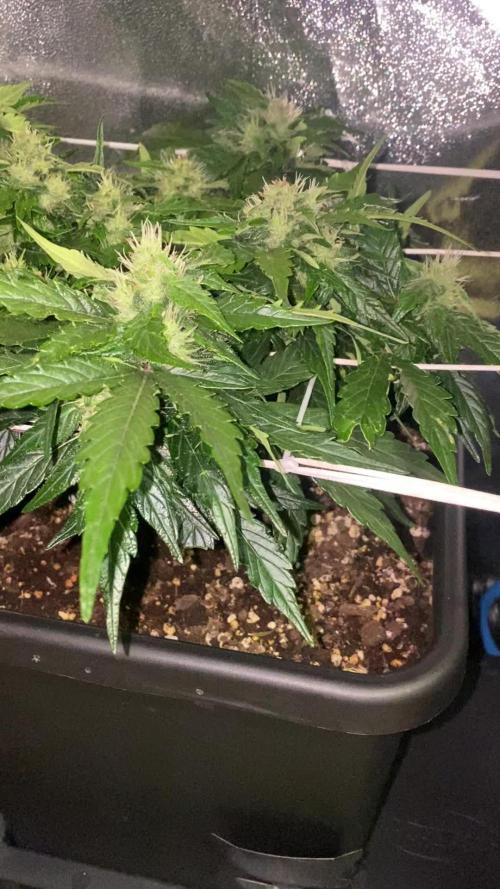 Skunk #1 Automatic (2025)