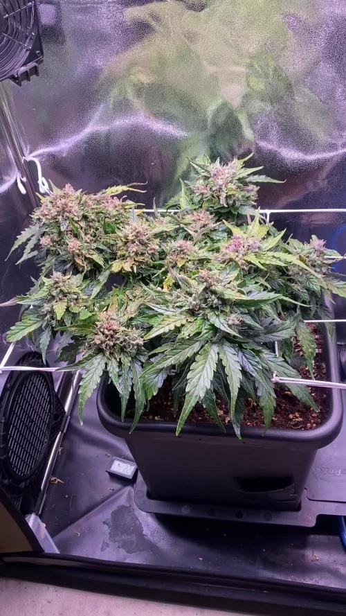 Skunk #1 Automatic (2025)