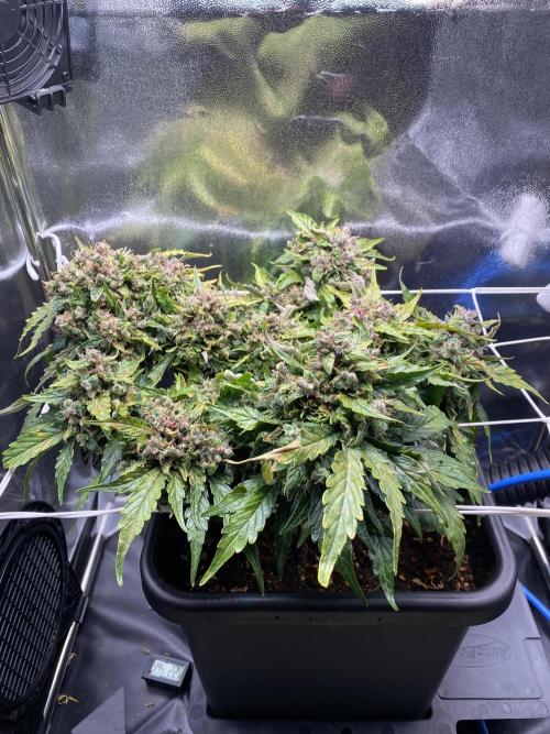 Skunk #1 Automatic (2025). Week 10