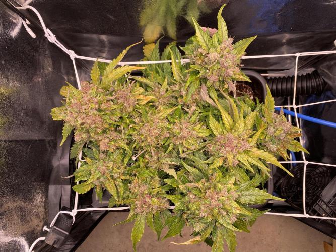 Skunk #1 Automatic (2025). Week 10