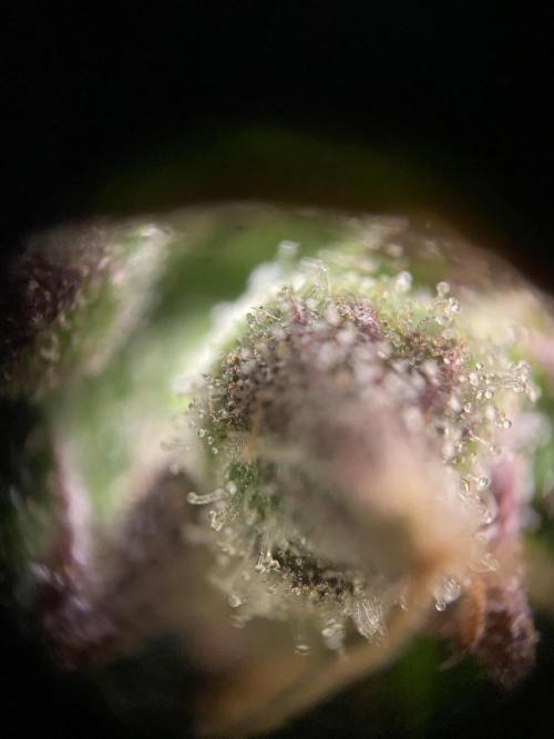 Skunk #1 Automatic (2025). Week 10