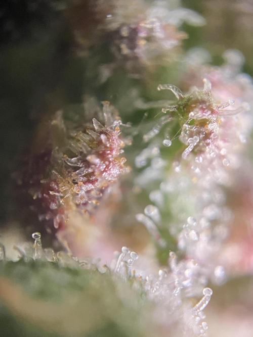 Skunk #1 Automatic (2025). Week 10