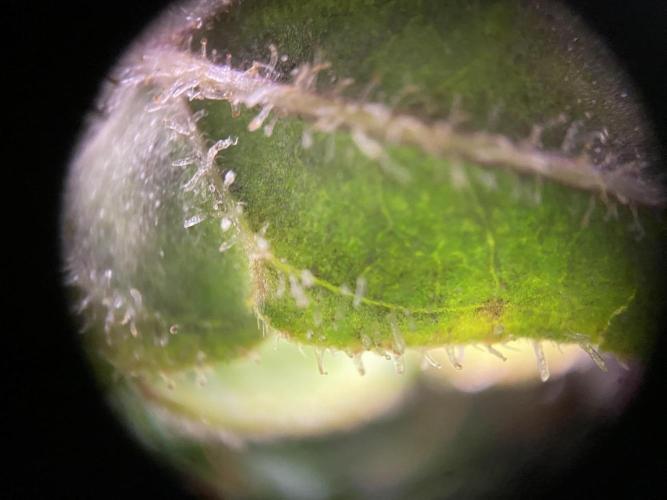 Skunk #1 Automatic (2025). Week 10