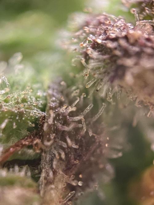 Skunk #1 Automatic (2025). Week 10