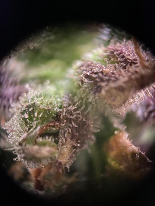 Skunk #1 Automatic (2025). Week 10