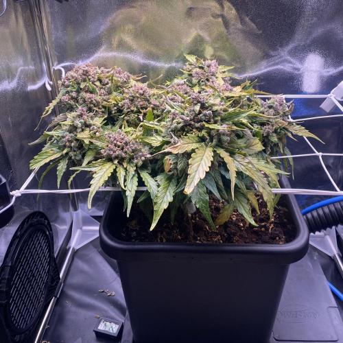 Skunk #1 Automatic (2025). Week 11 - Tag 78: Start in Blütewoche 7 