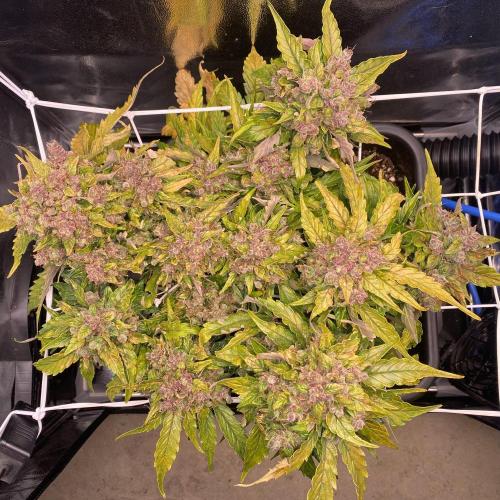 Skunk #1 Automatic (2025). Week 11 - Tag 78: Start in Blütewoche 7 