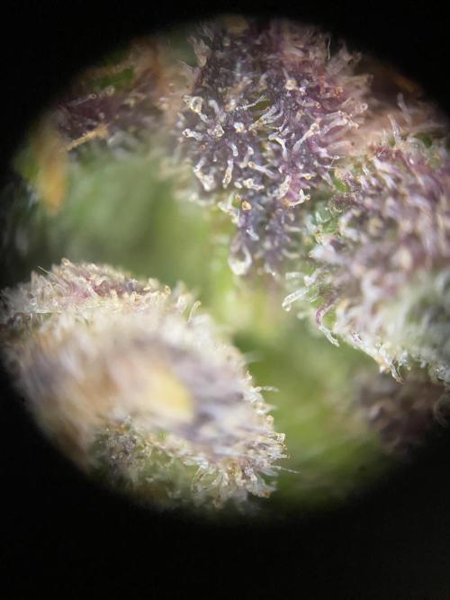 Skunk #1 Automatic (2025). Week 11 - Tag 78: Trichome