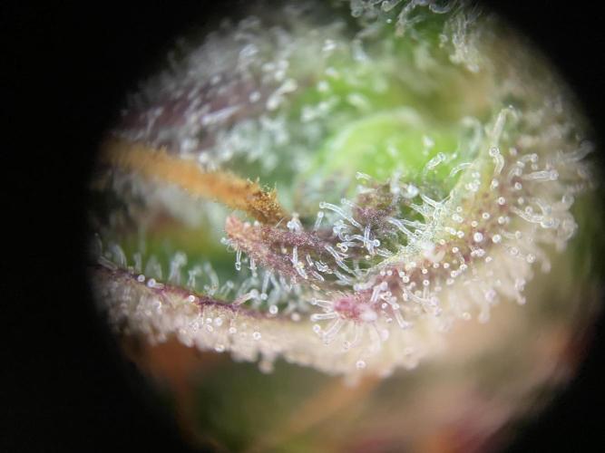 Skunk #1 Automatic (2025). Week 11 - Tag 78: Trichome