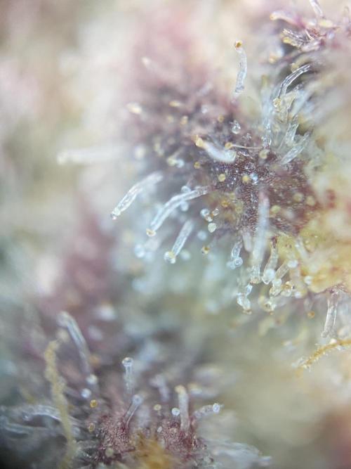 Skunk #1 Automatic (2025). Week 11 - Tag 78: Trichome