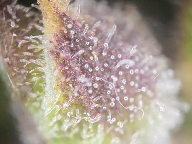 Skunk #1 Automatic (2025). Week 11 - Tag 78: Trichome