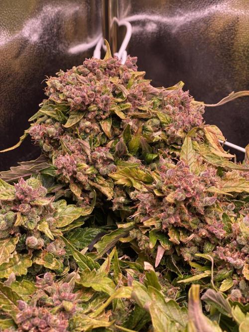 Skunk #1 Automatic (2025). Week 11 - Tag 78