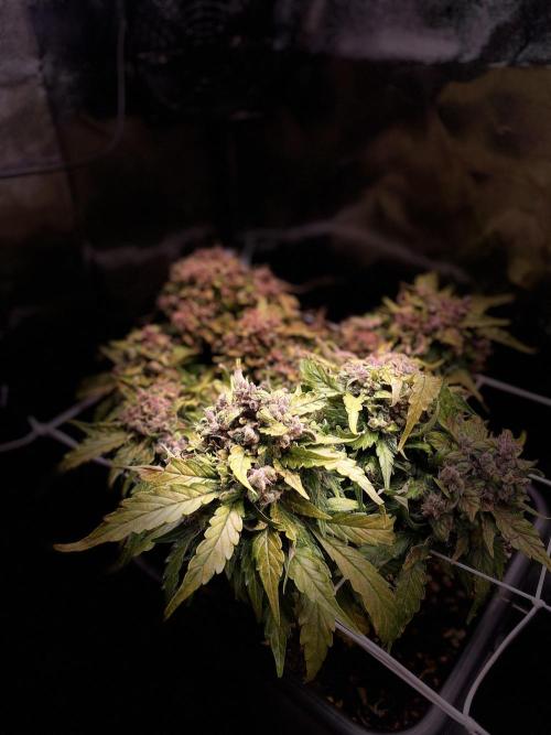 Skunk #1 Automatic (2025). Week 11 - Tag 78