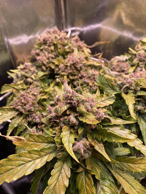 Skunk #1 Automatic (2025). Week 11 - Tag 78