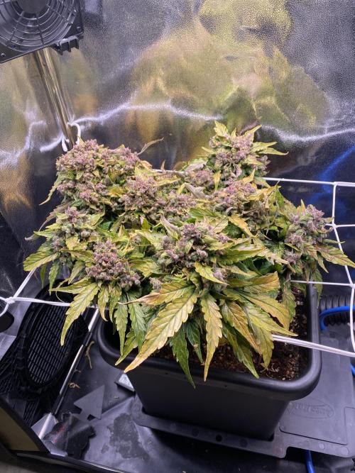 Skunk #1 Automatic (2025). Week 11 - Tag 81: Blätter beginnen zu vergilben