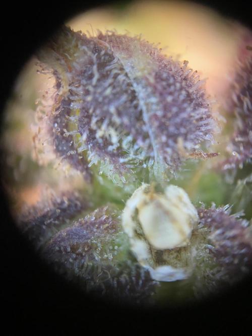 Skunk #1 Automatic (2025). Week 12