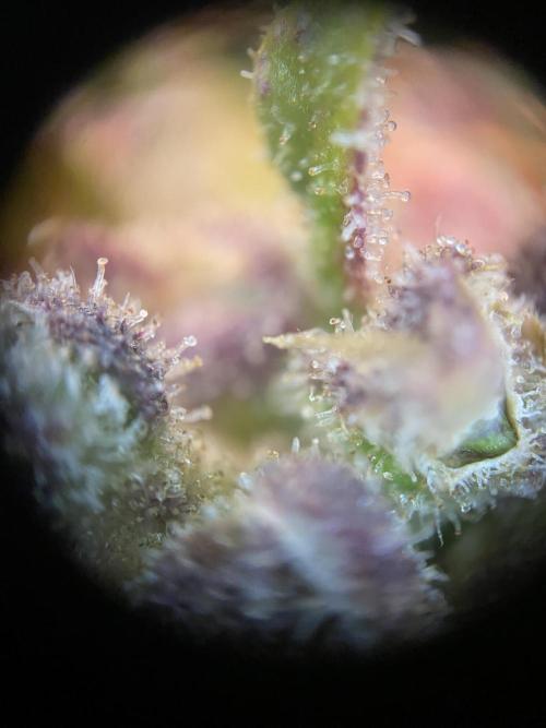 Skunk #1 Automatic (2025). Week 12