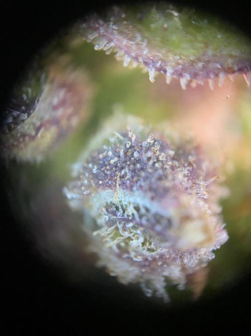 Skunk #1 Automatic (2025). Week 12