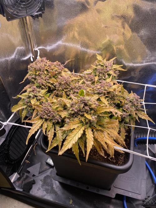 Skunk #1 Automatic (2025). Week 12