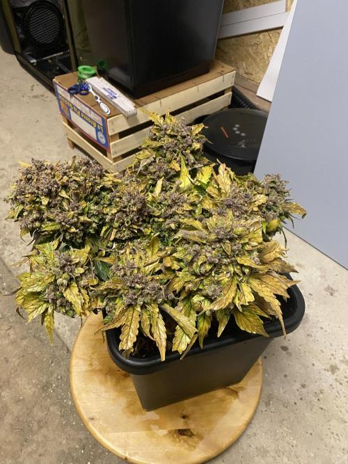 Skunk #1 Automatic (2025). Week 12