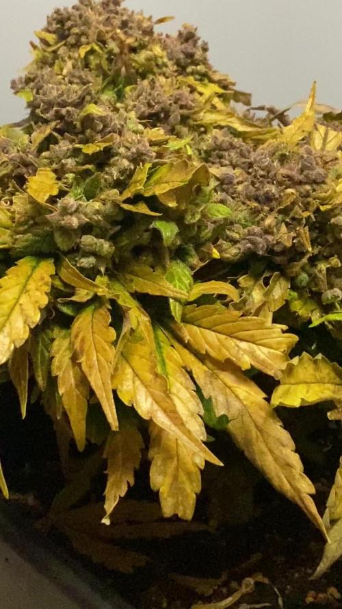 Skunk #1 Automatic (2025)