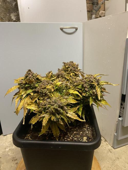Skunk #1 Automatic (2025). Week 12