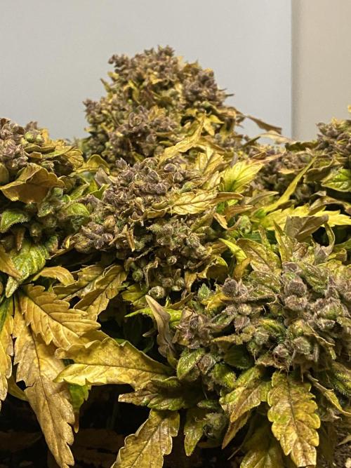 Skunk #1 Automatic (2025). Week 12