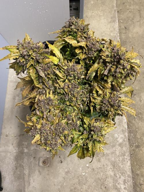 Skunk #1 Automatic (2025). Week 12