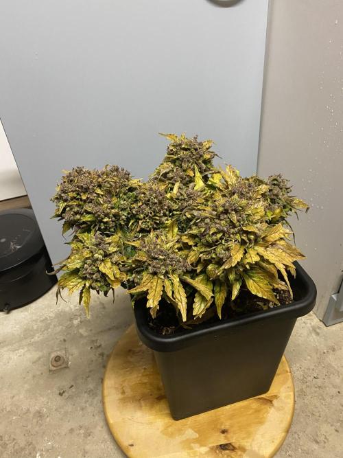 Skunk #1 Automatic (2025). Week 12