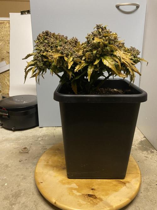 Skunk #1 Automatic (2025). Week 12