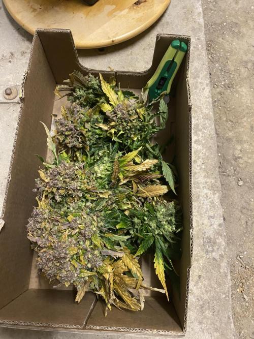 Skunk #1 Automatic (2025). Week 12